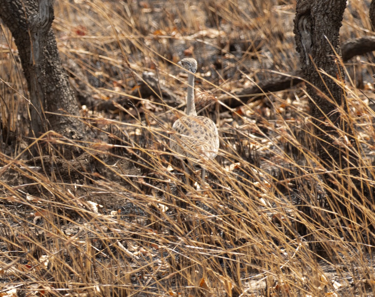 Black-bellied Bustard - ML644349595