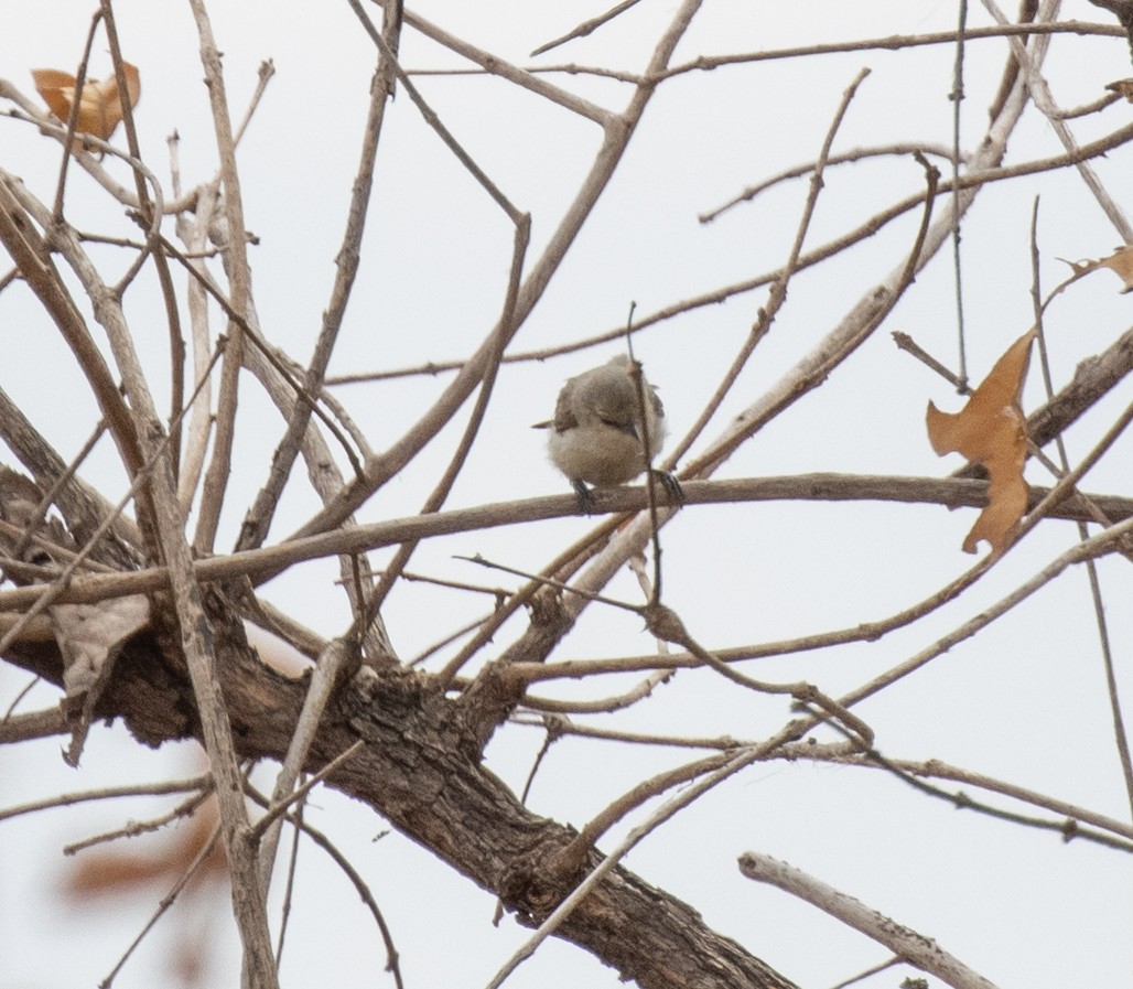 Yellow-bellied Eremomela - ML644349598
