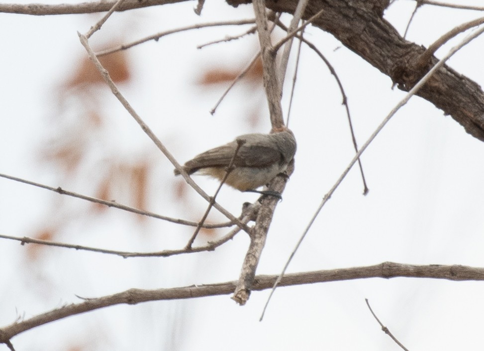 Yellow-bellied Eremomela - ML644349601