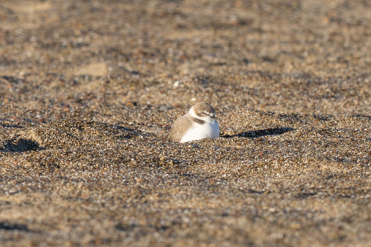 Snowy Plover - ML644349603