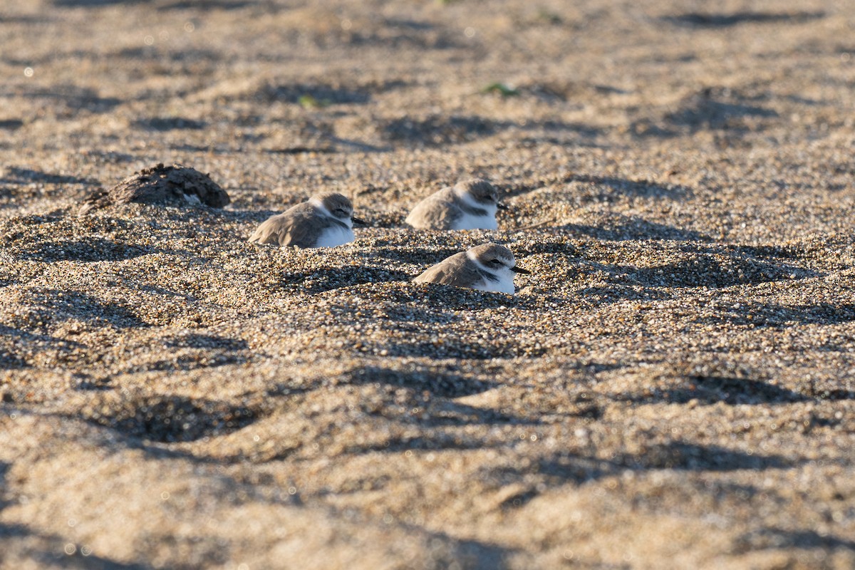 Snowy Plover - ML644349604