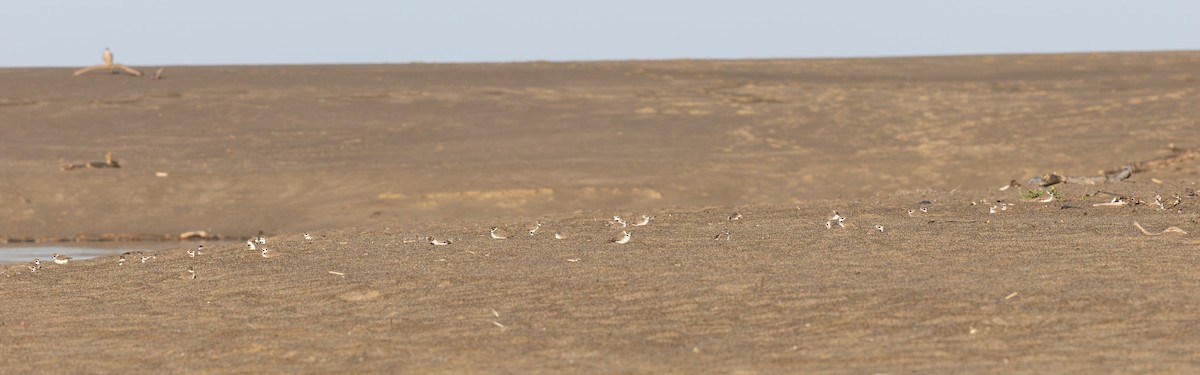 Snowy Plover - ML644349605
