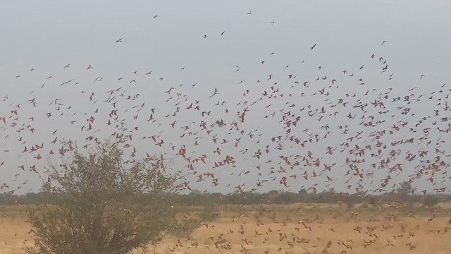 Southern Carmine Bee-eater - ML644349607