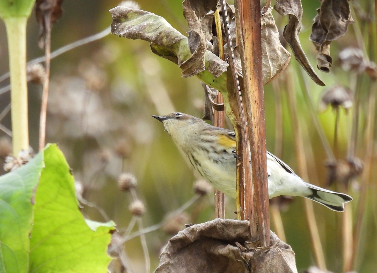 Пісняр-лісовик жовтогузий (підвид coronata) - ML644349609