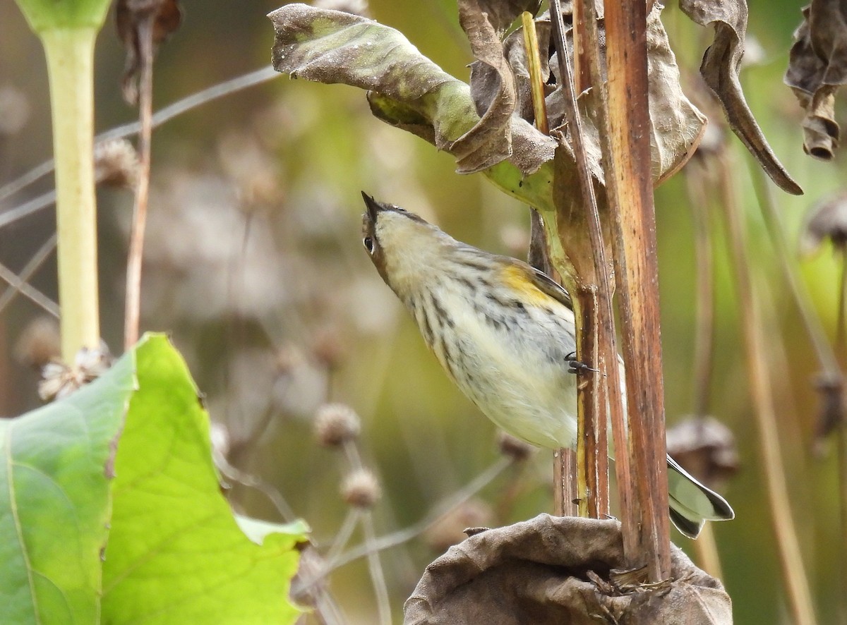 Пісняр-лісовик жовтогузий (підвид coronata) - ML644349610