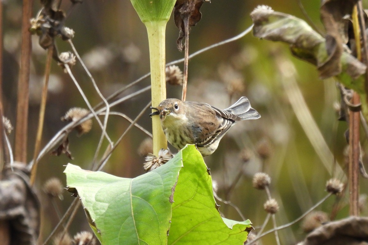 Пісняр-лісовик жовтогузий (підвид coronata) - ML644349613
