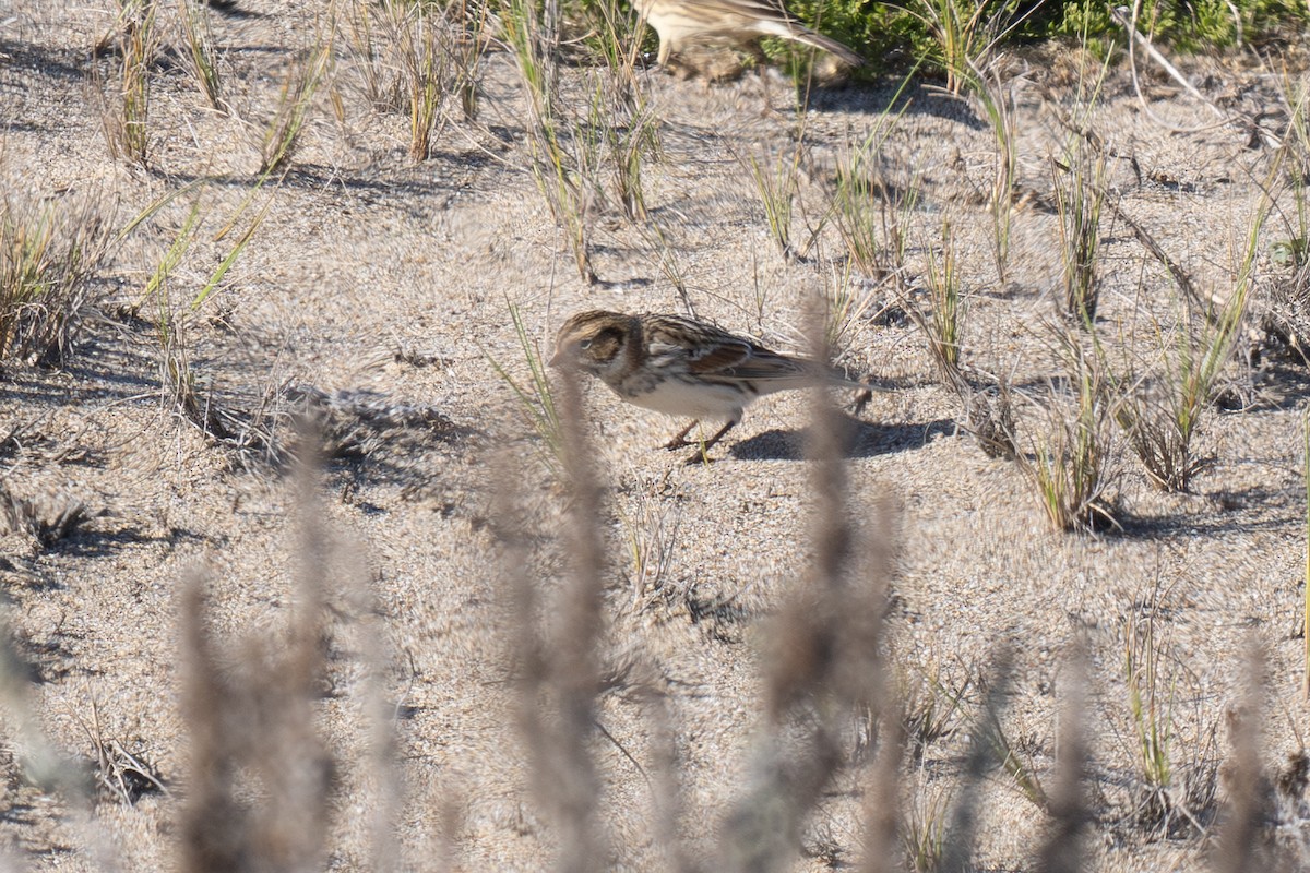 Lapland Longspur - ML644349614