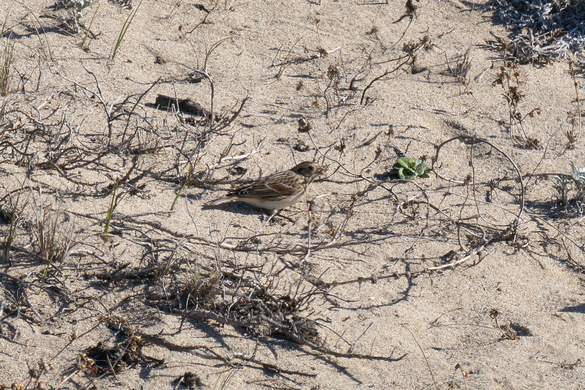 Lapland Longspur - ML644349615