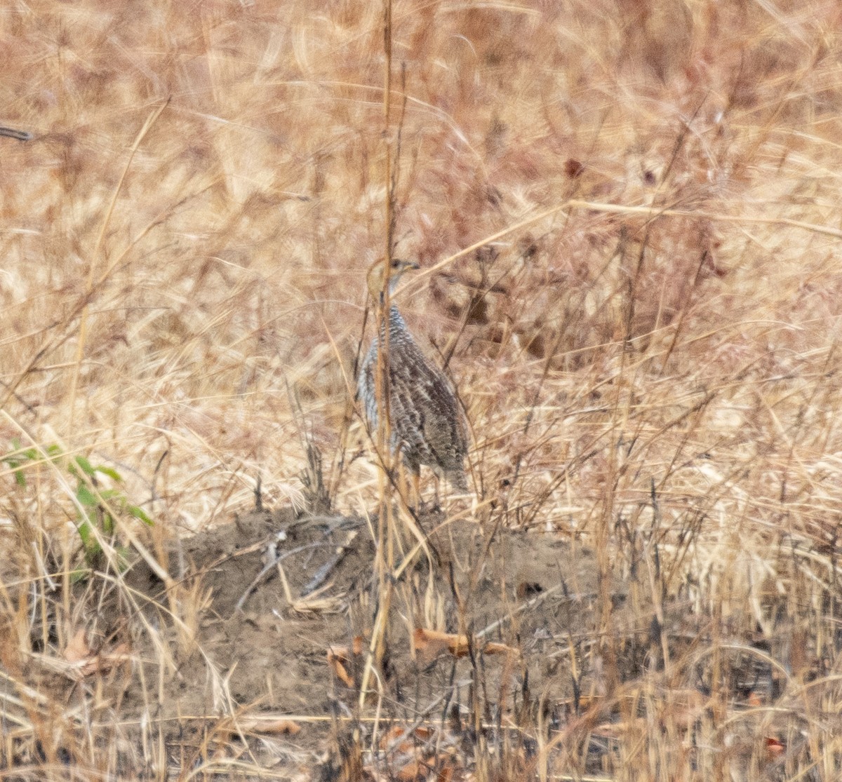 Coqui Francolin - ML644349616