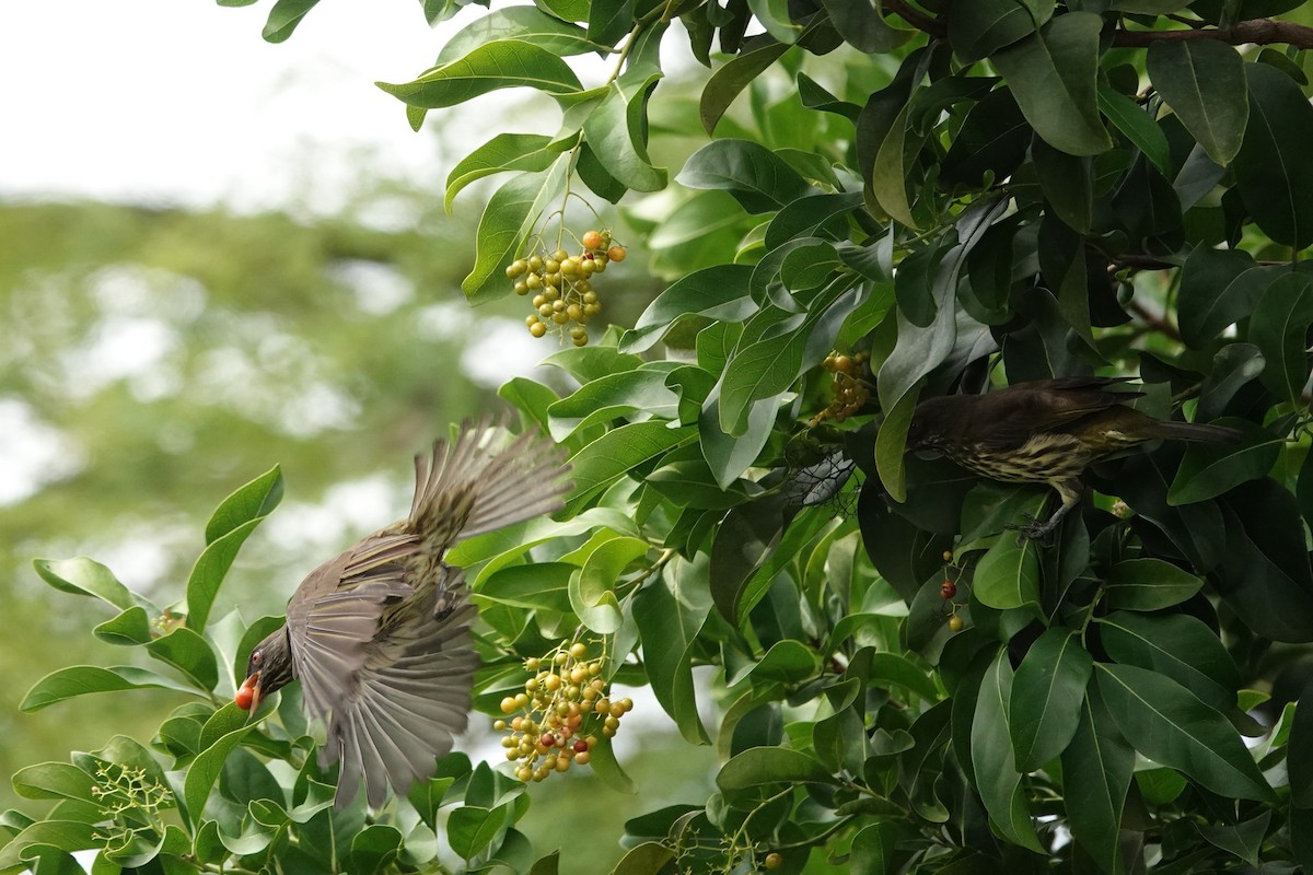 Palmchat - ML644349625