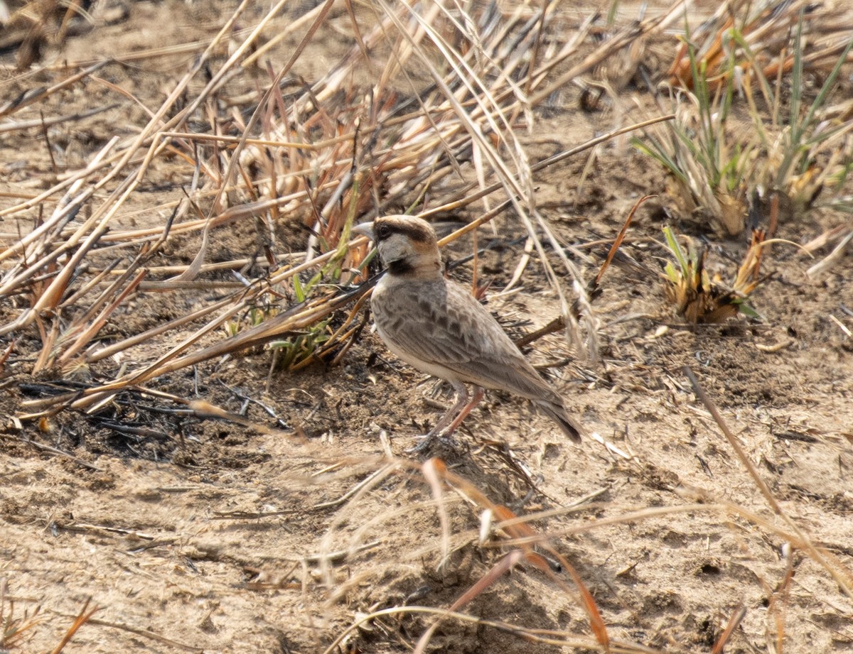 Fischer's Sparrow-Lark - ML644349631
