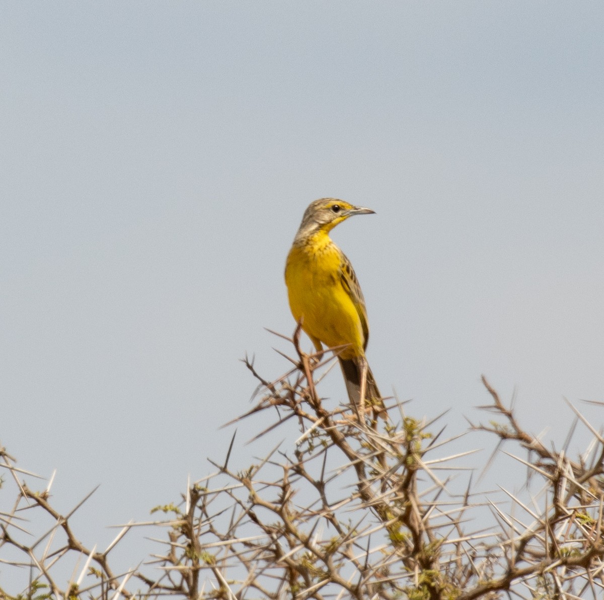 Yellow-throated Longclaw - ML644349633