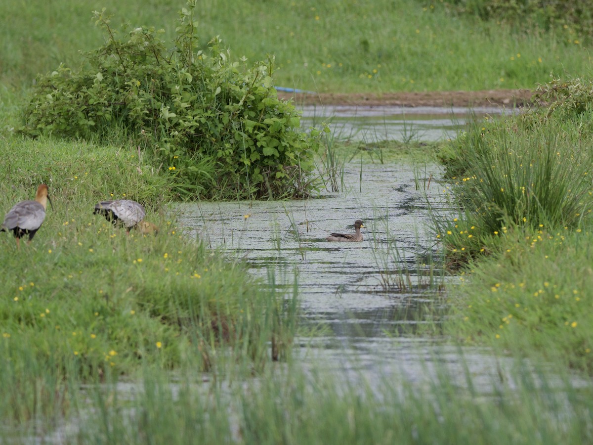 Sarcelle tachetée - ML644349634