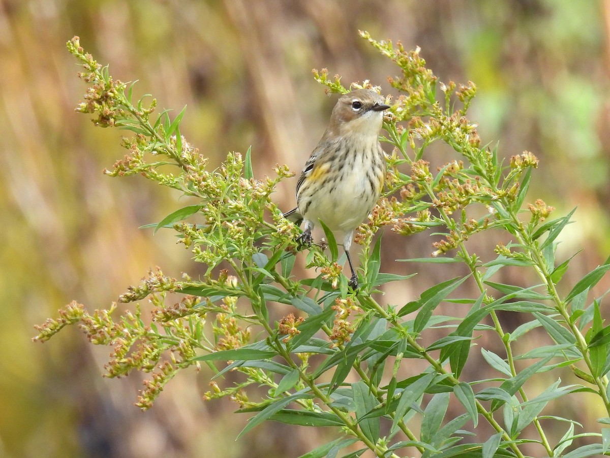Пісняр-лісовик жовтогузий (підвид coronata) - ML644349638
