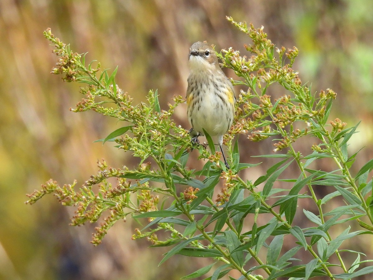 Пісняр-лісовик жовтогузий (підвид coronata) - ML644349639