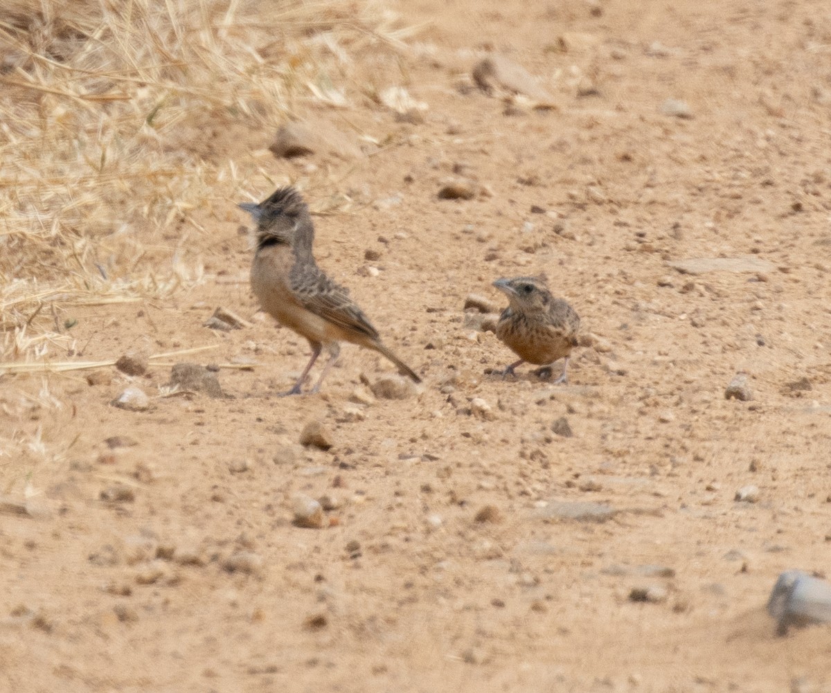 Flappet Lark - ML644349642