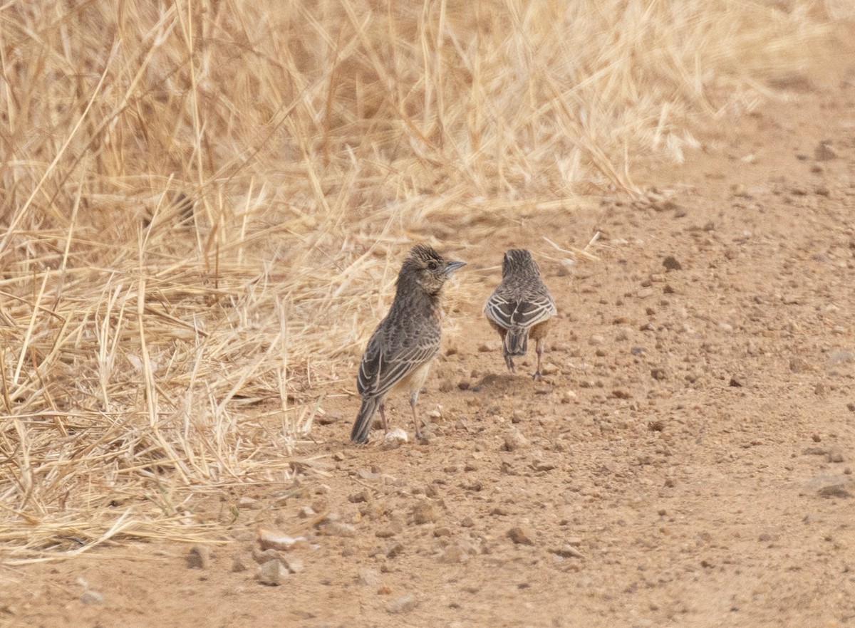 Flappet Lark - ML644349643