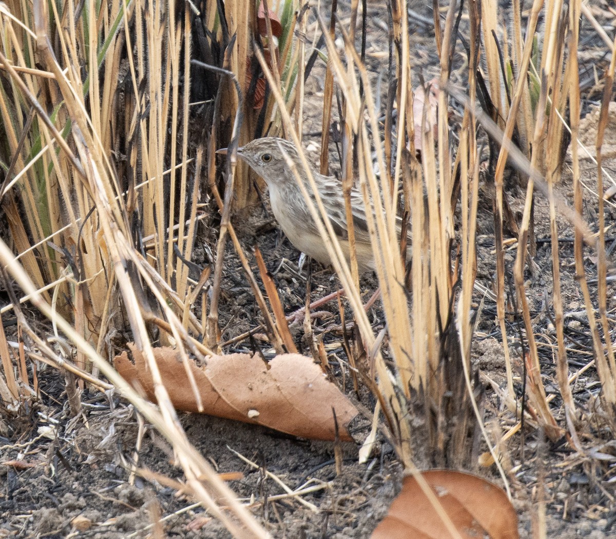 Zitting Cisticola - ML644349646