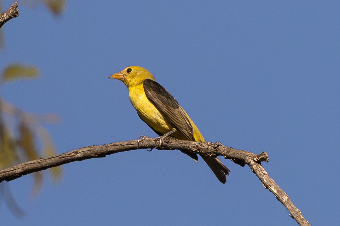 Scarlet Tanager - ML644349649