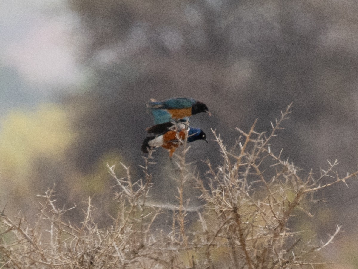Superb Starling - ML644349659
