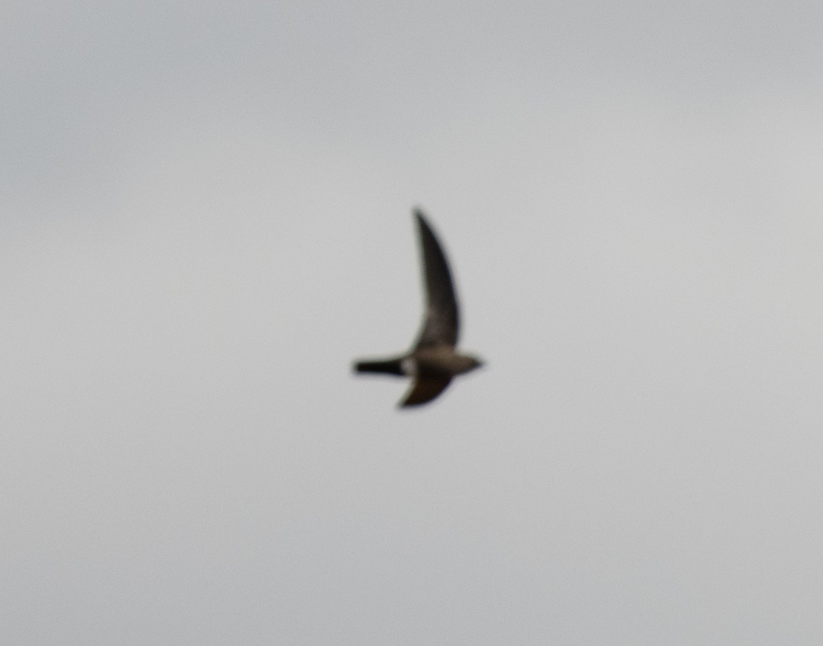 Mottled Spinetail - ML644349669