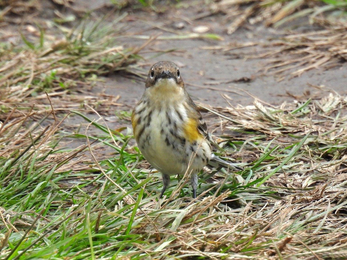 Пісняр-лісовик жовтогузий (підвид coronata) - ML644349671