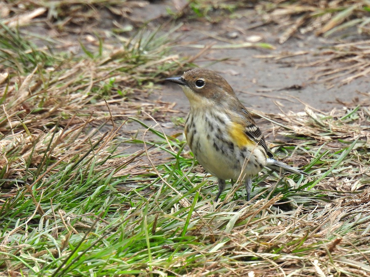 Пісняр-лісовик жовтогузий (підвид coronata) - ML644349672