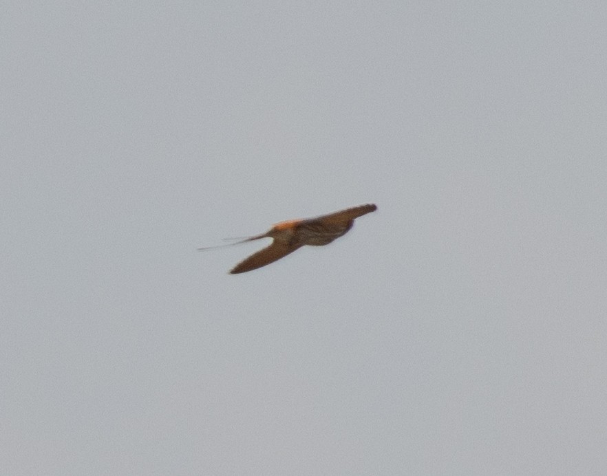 Lesser Striped Swallow - ML644349674