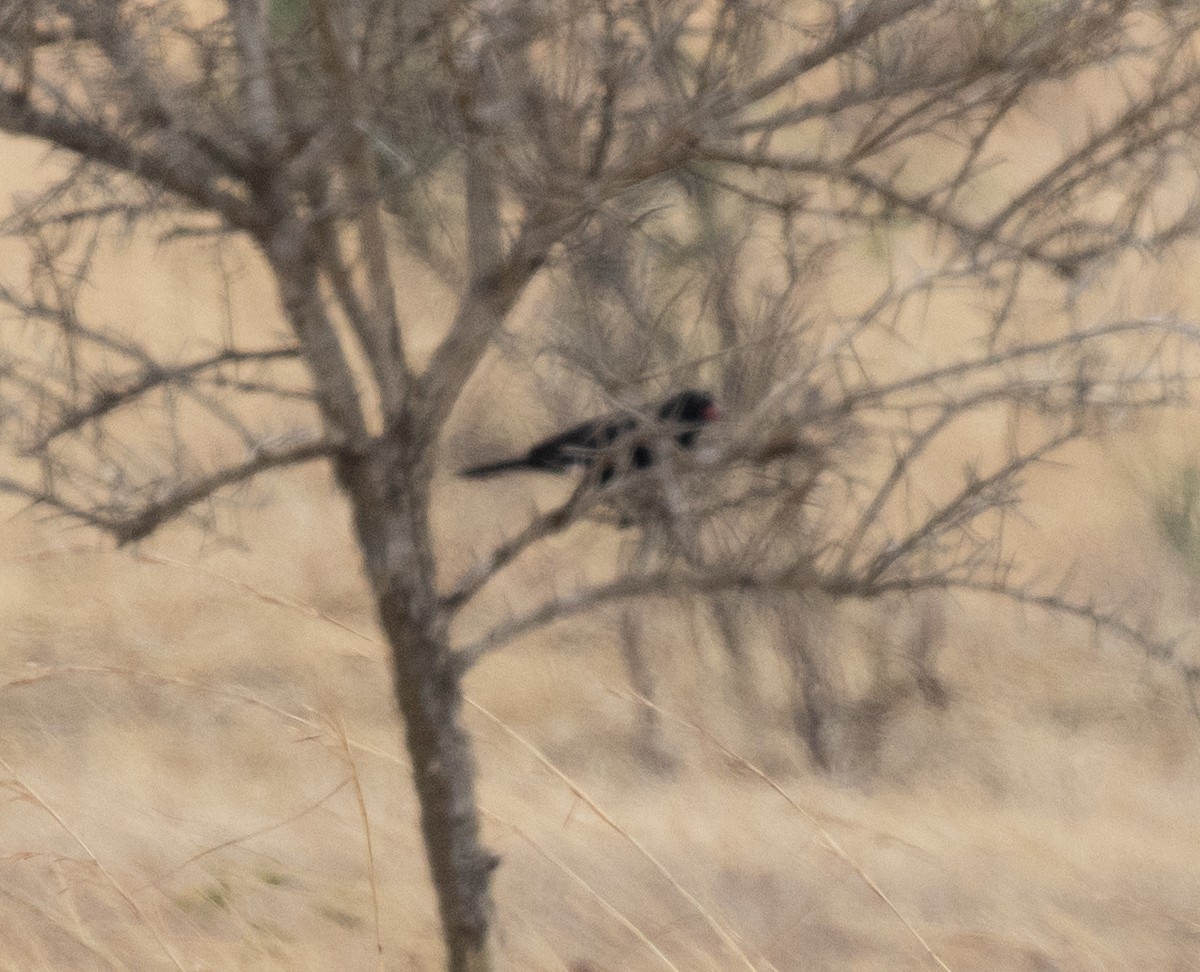 Red-billed Buffalo-Weaver - ML644349676
