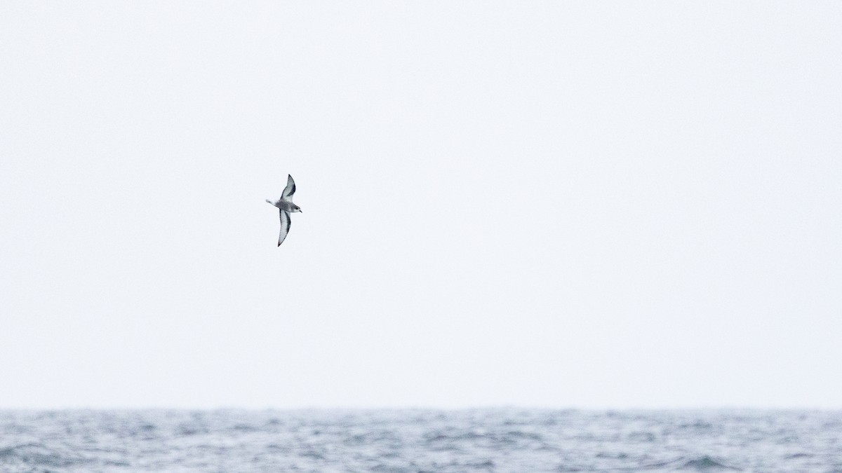 Mottled Petrel - ML644349677