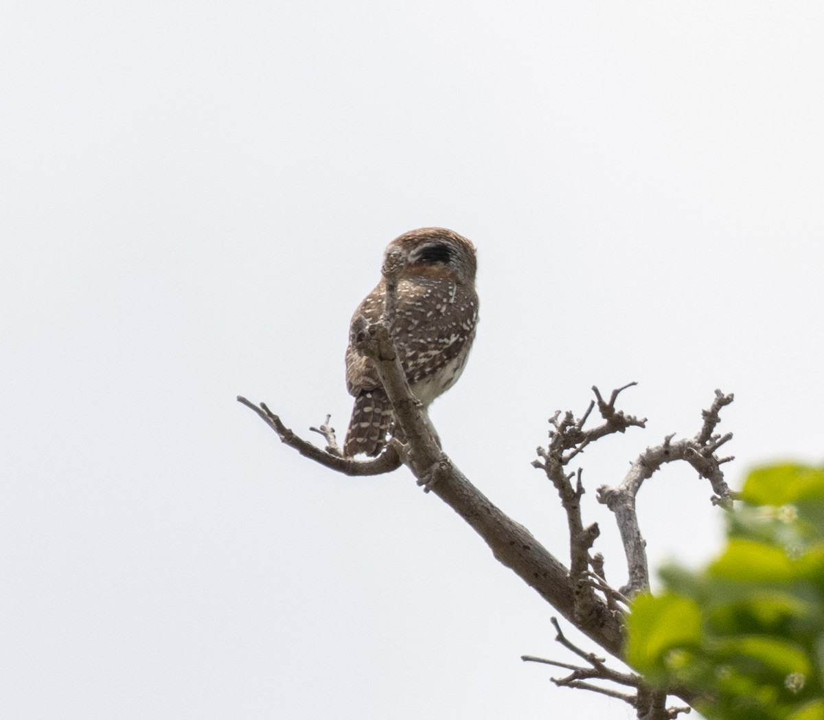 Pearl-spotted Owlet - ML644349679