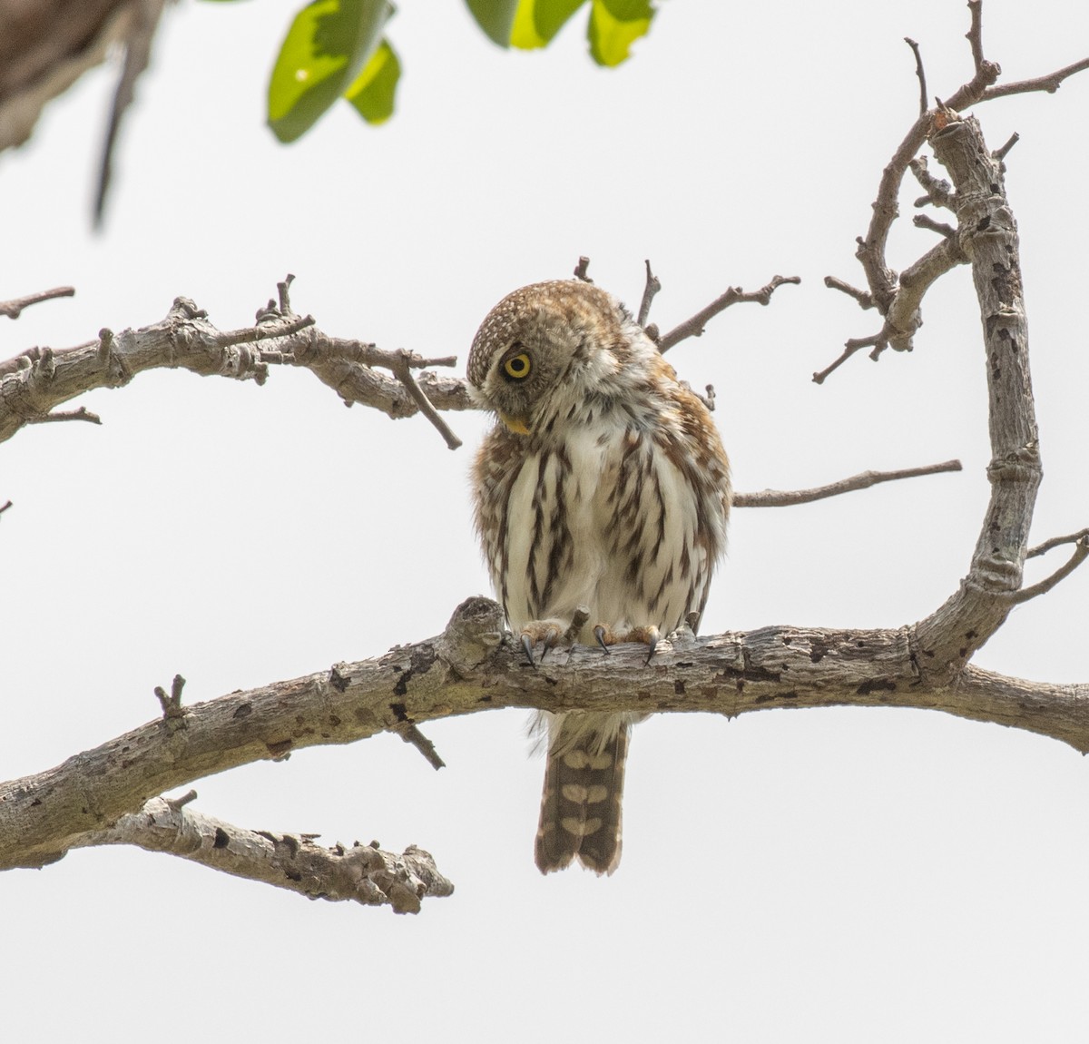 Pearl-spotted Owlet - ML644349681