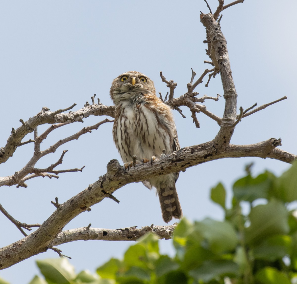 Pearl-spotted Owlet - ML644349683
