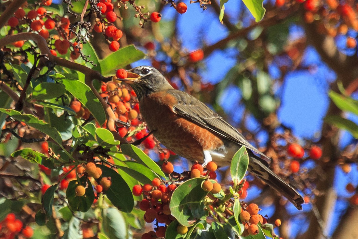 American Robin - ML644349690
