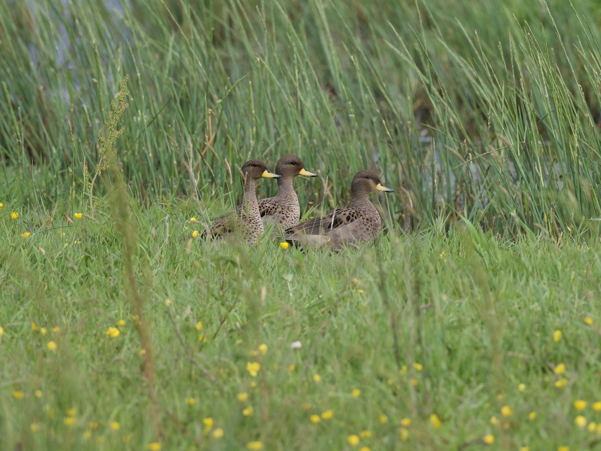 Sarcelle tachetée - ML644349692