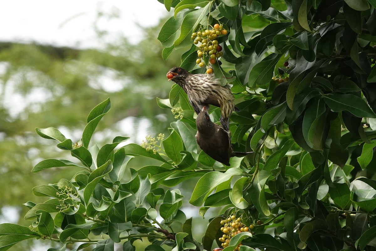 Palmchat - ML644349709