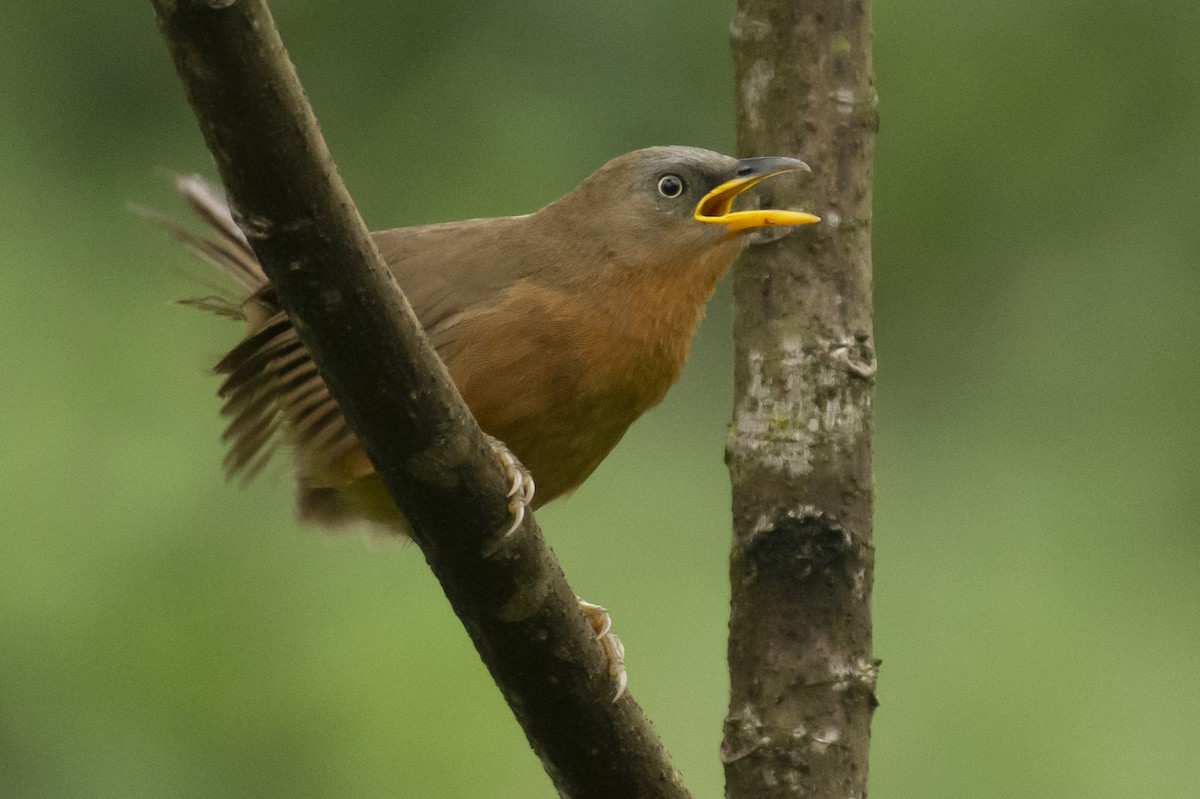 Kızıl Yedikardeş - ML644349711