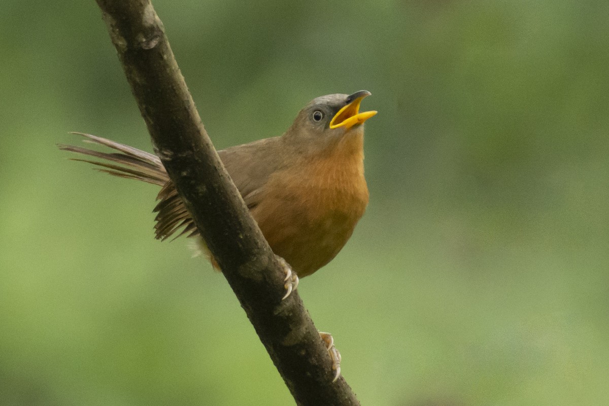 Kızıl Yedikardeş - ML644349712