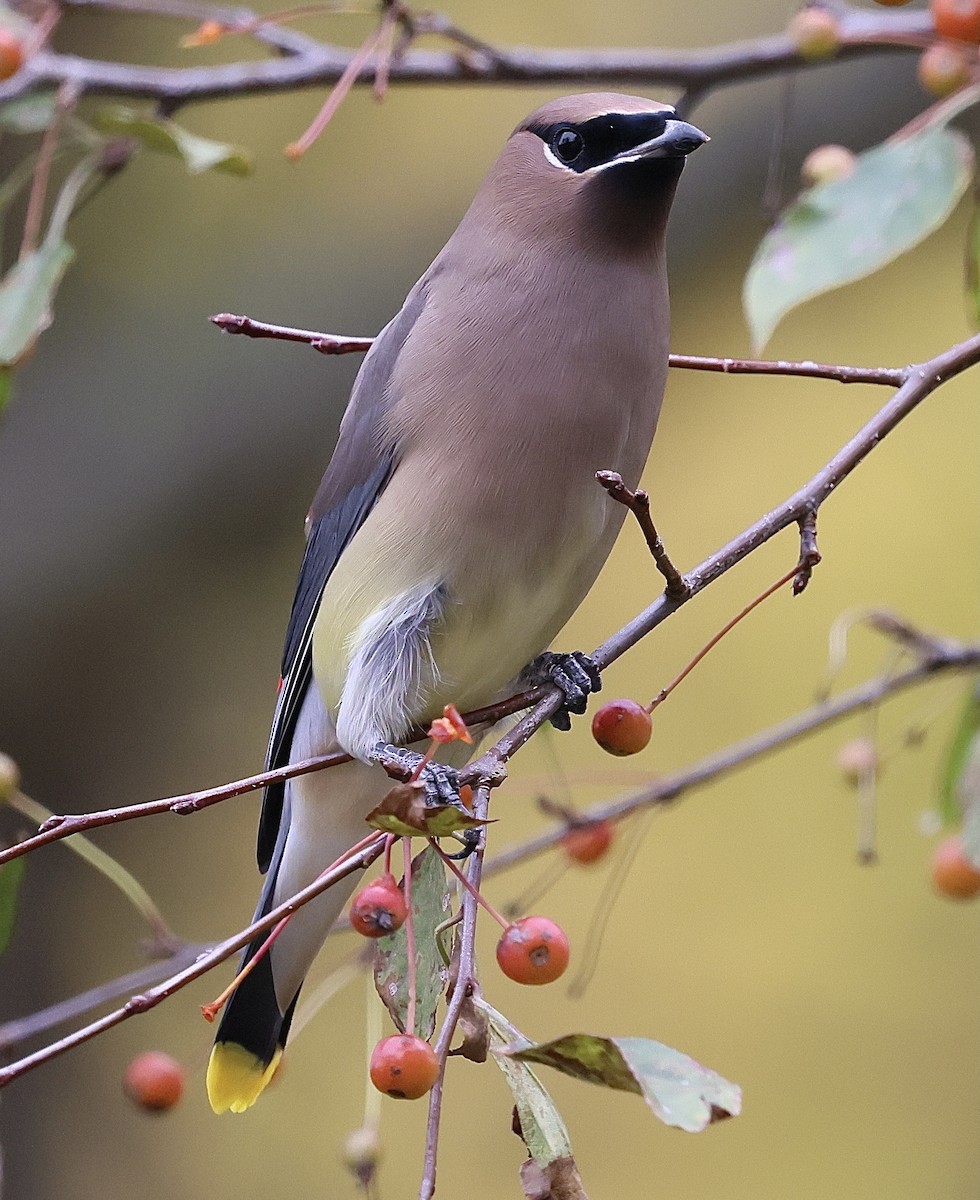 Cedar Waxwing - ML644349714