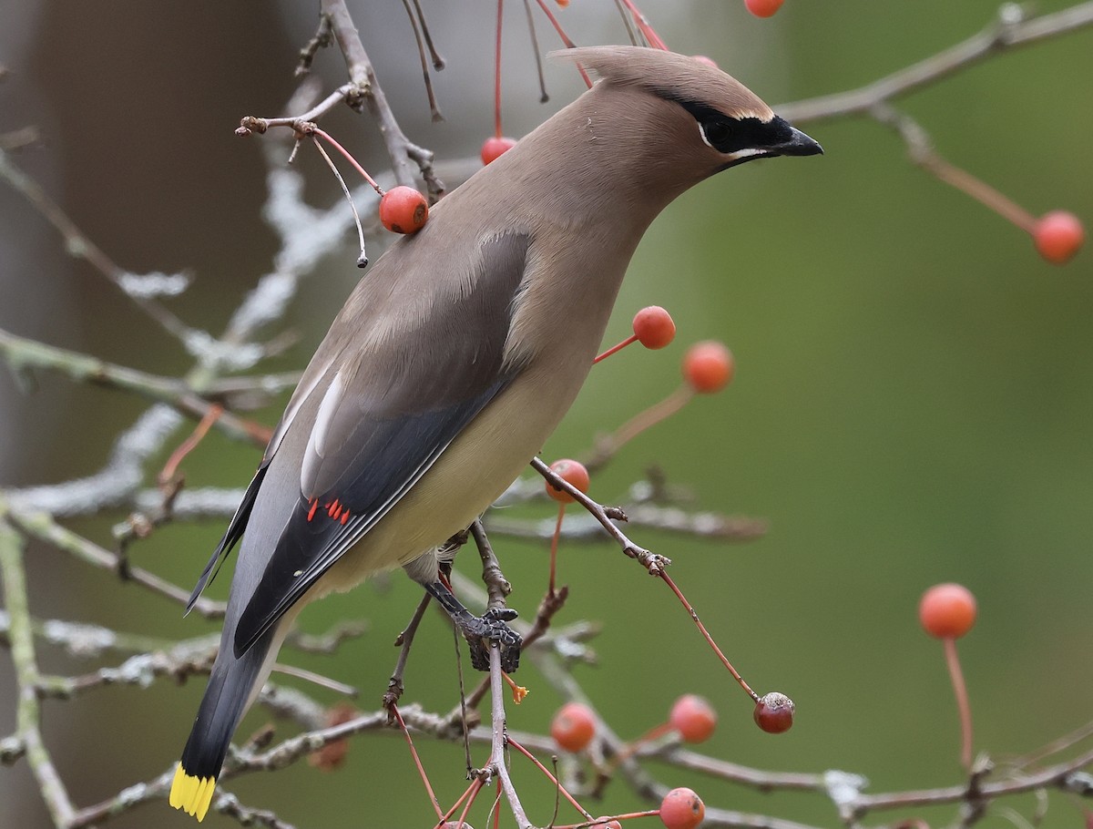 Cedar Waxwing - ML644349715