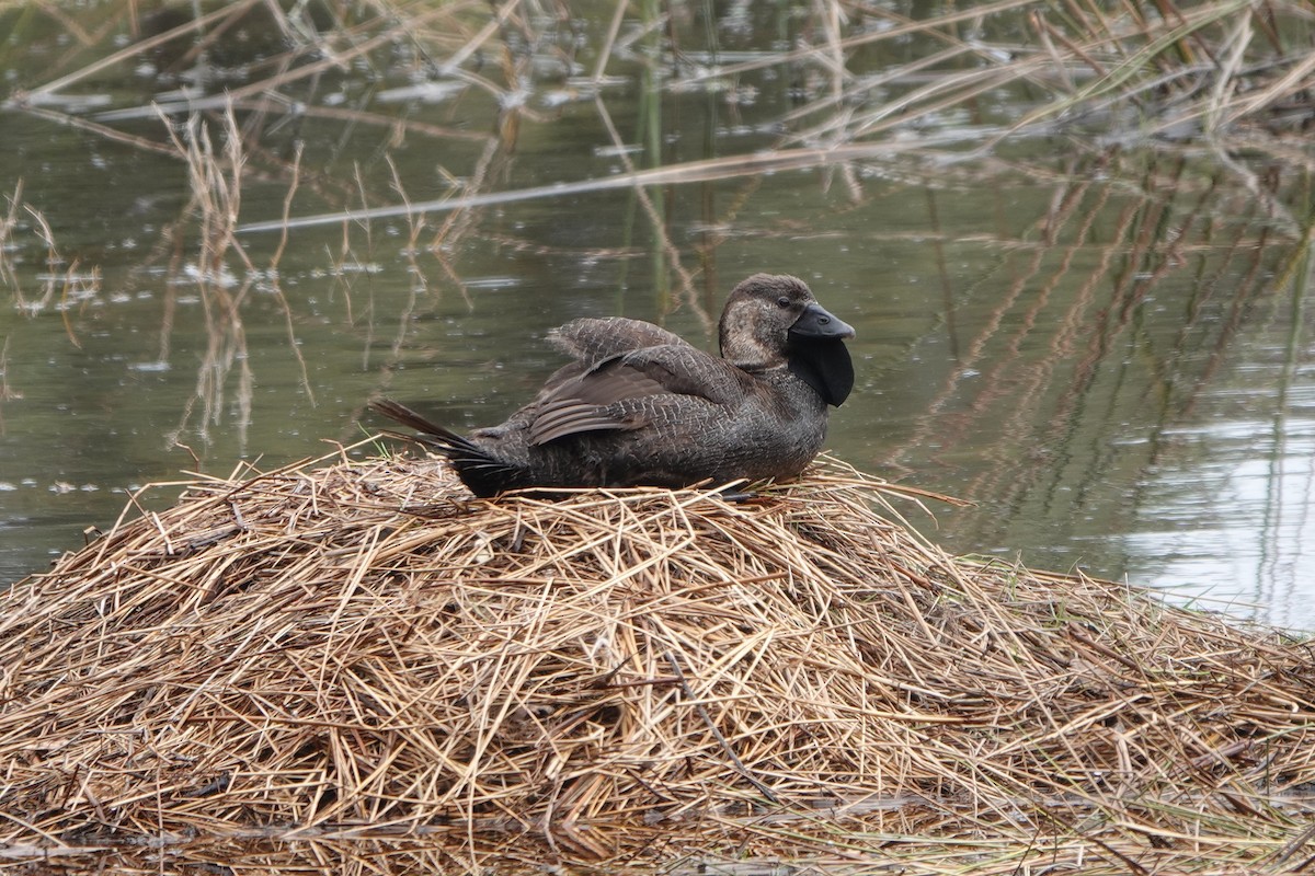 Musk Duck - ML644349728