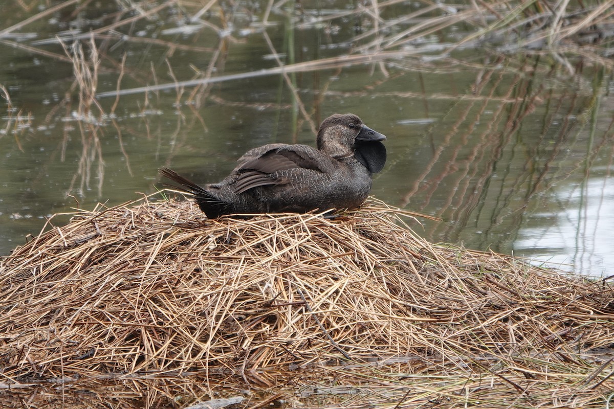 Musk Duck - ML644349731