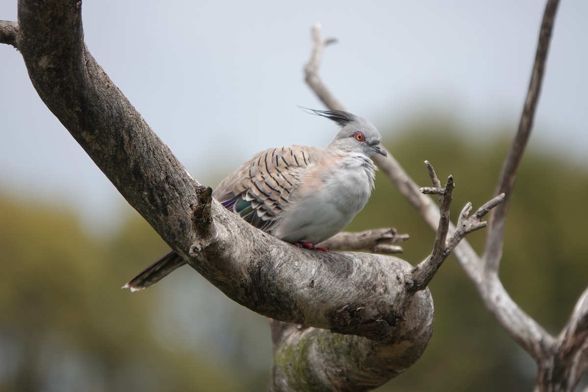 Crested Pigeon - ML644349733