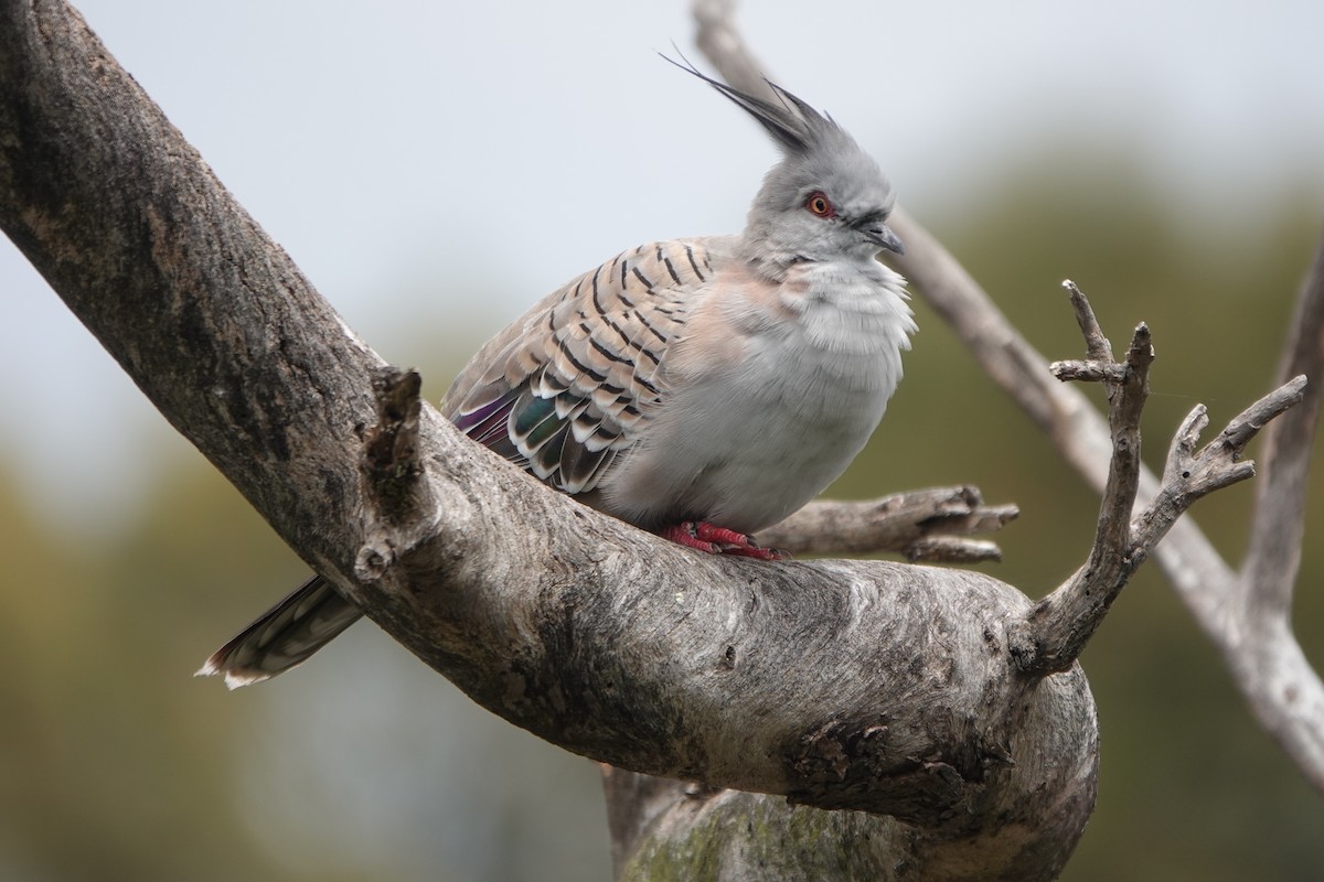 Crested Pigeon - ML644349736