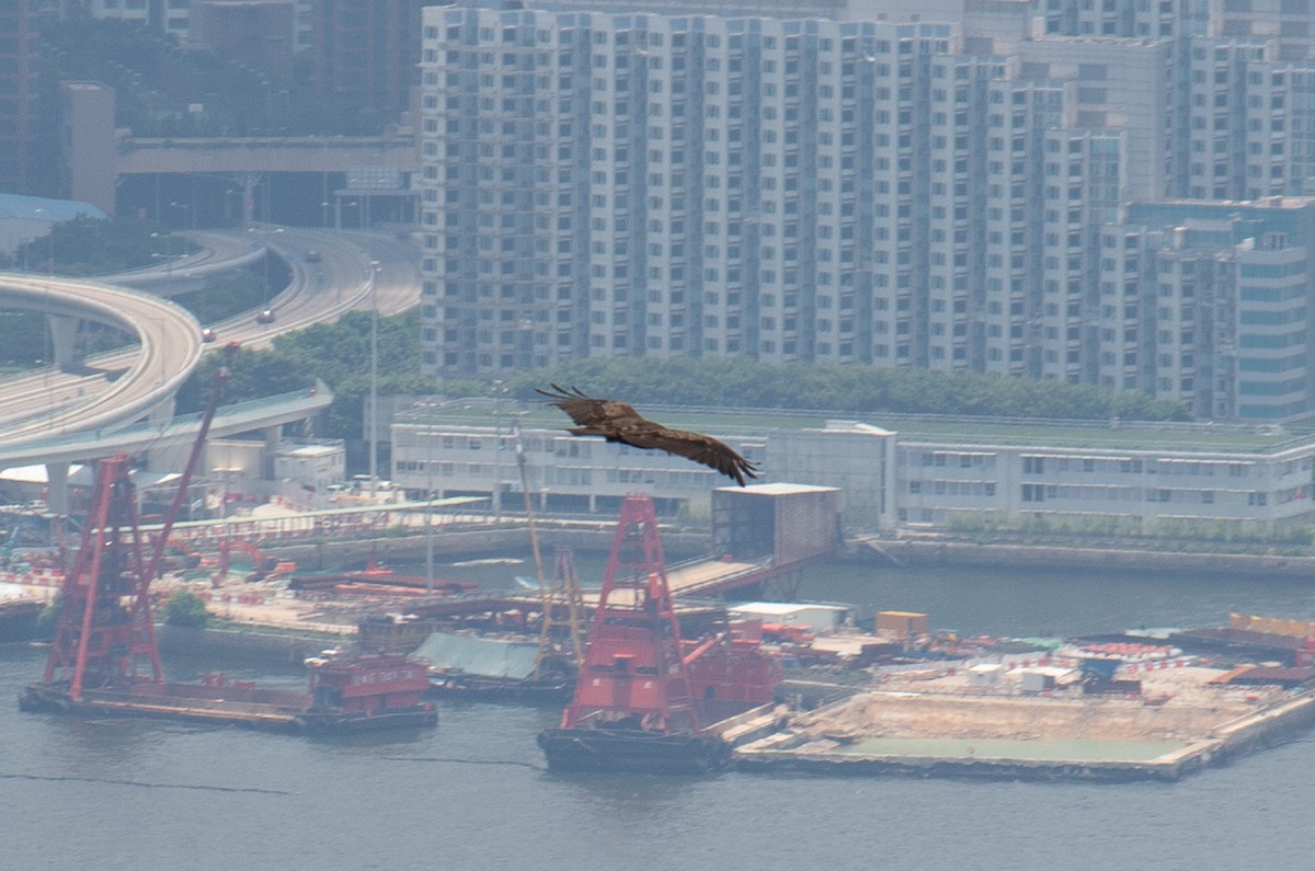 luňák hnědý - ML644349739