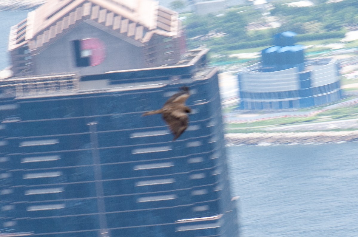 luňák hnědý - ML644349740