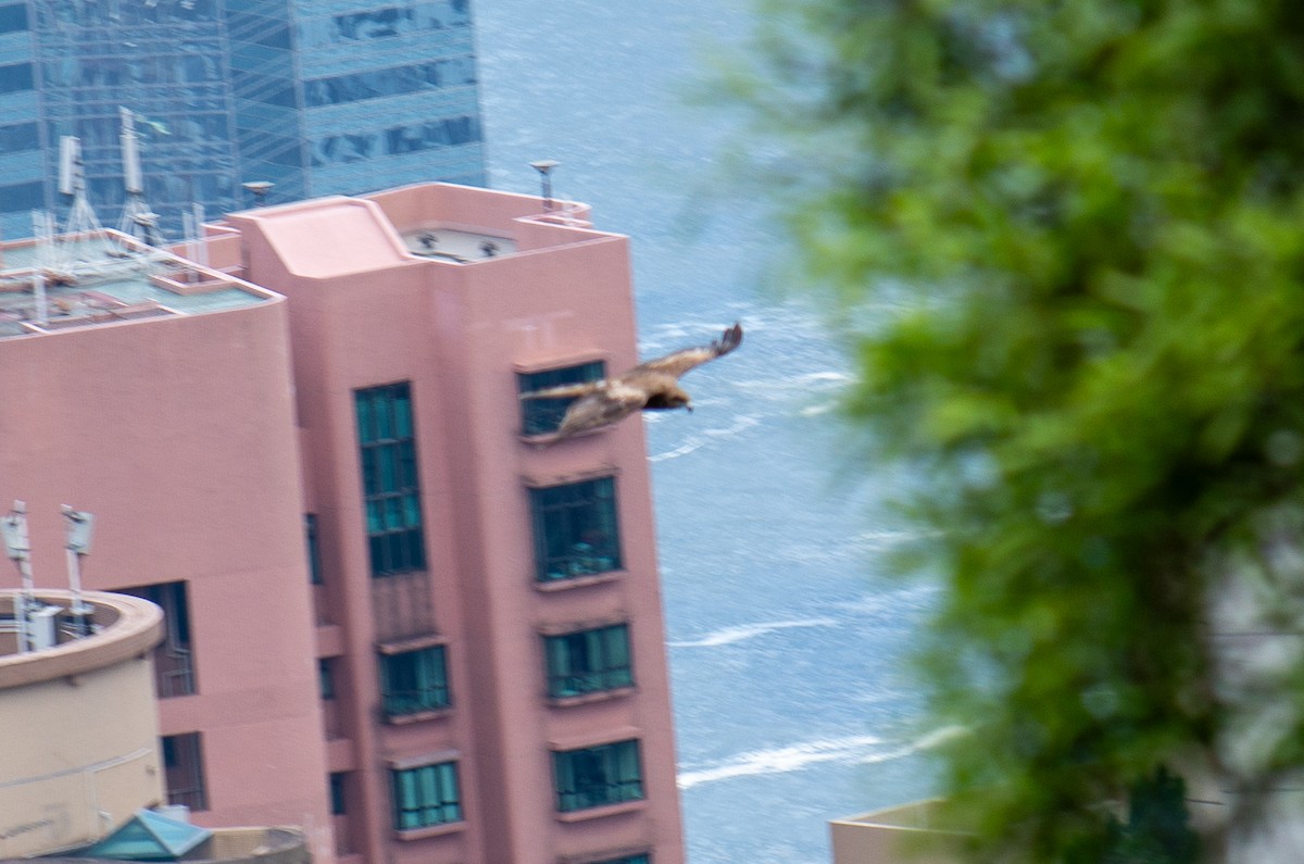 luňák hnědý - ML644349741