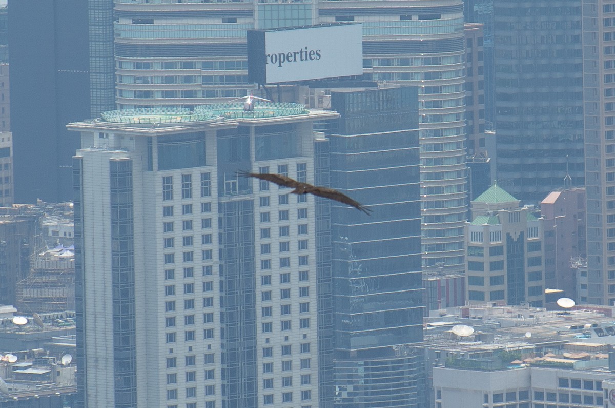 luňák hnědý - ML644349742