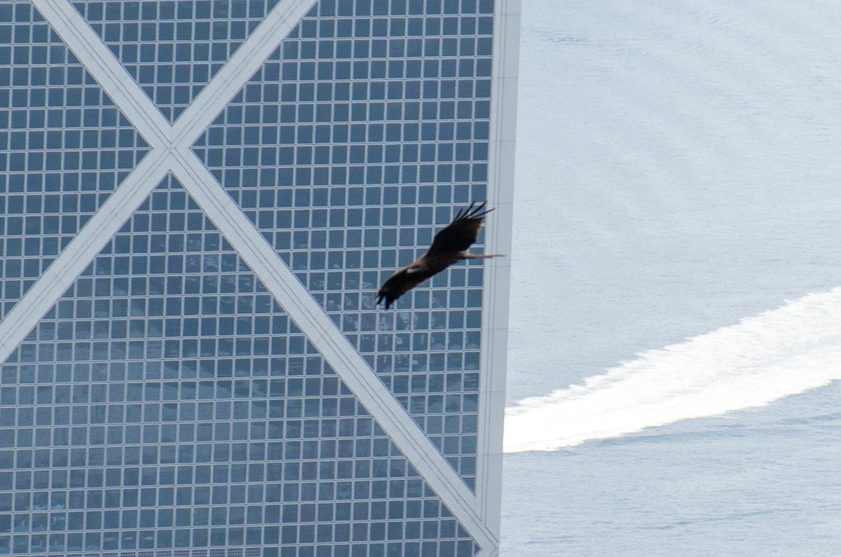 luňák hnědý - ML644349743