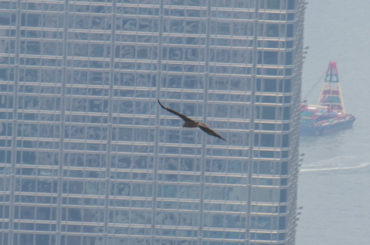 luňák hnědý - ML644349744